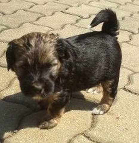 Tibet Terrier Welpen